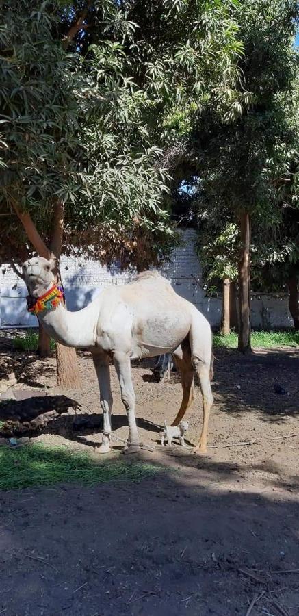 Habibi Nubian Guest House-Nubian Hospitality أسوان المظهر الخارجي الصورة